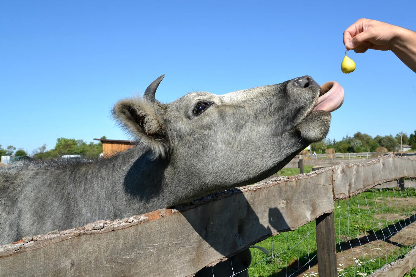 В Забайкалье объявлен режим ЧС из-за очага заражения пастереллёзом у скота