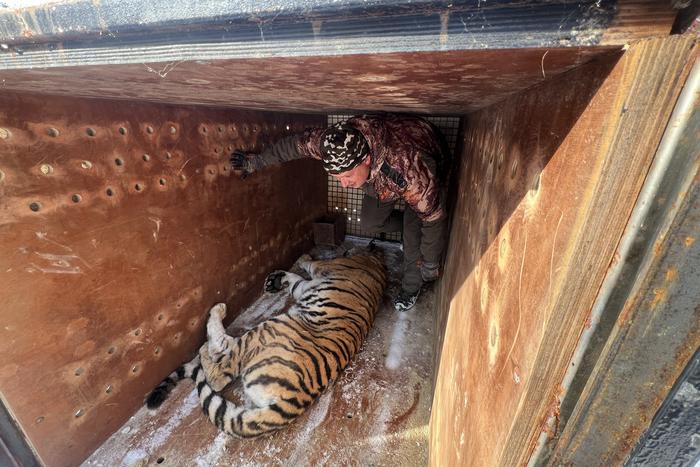 "На воле у них нет шансов выжить": две амурские тигрицы приехали в Москву с Дальнего Востока