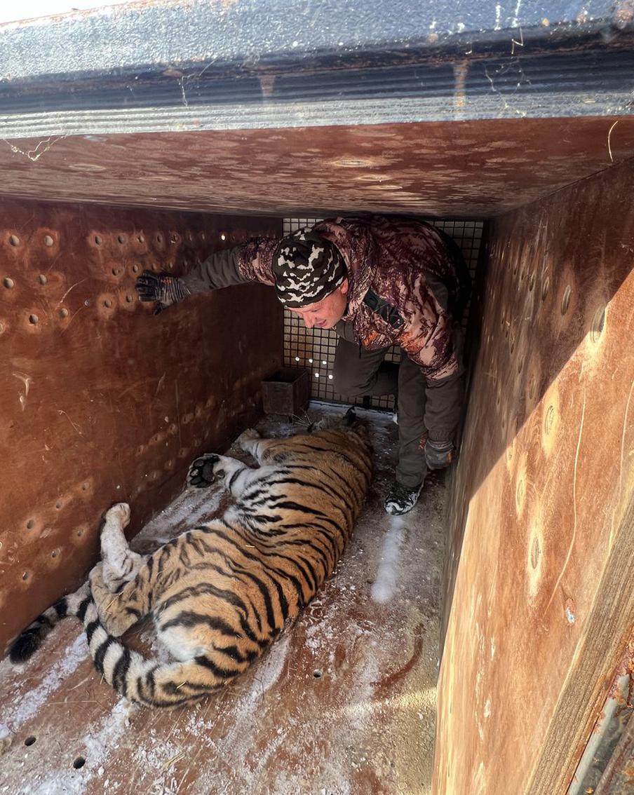 "На воле у них нет шансов выжить": две амурские тигрицы приехали в Москву с Дальнего Востока