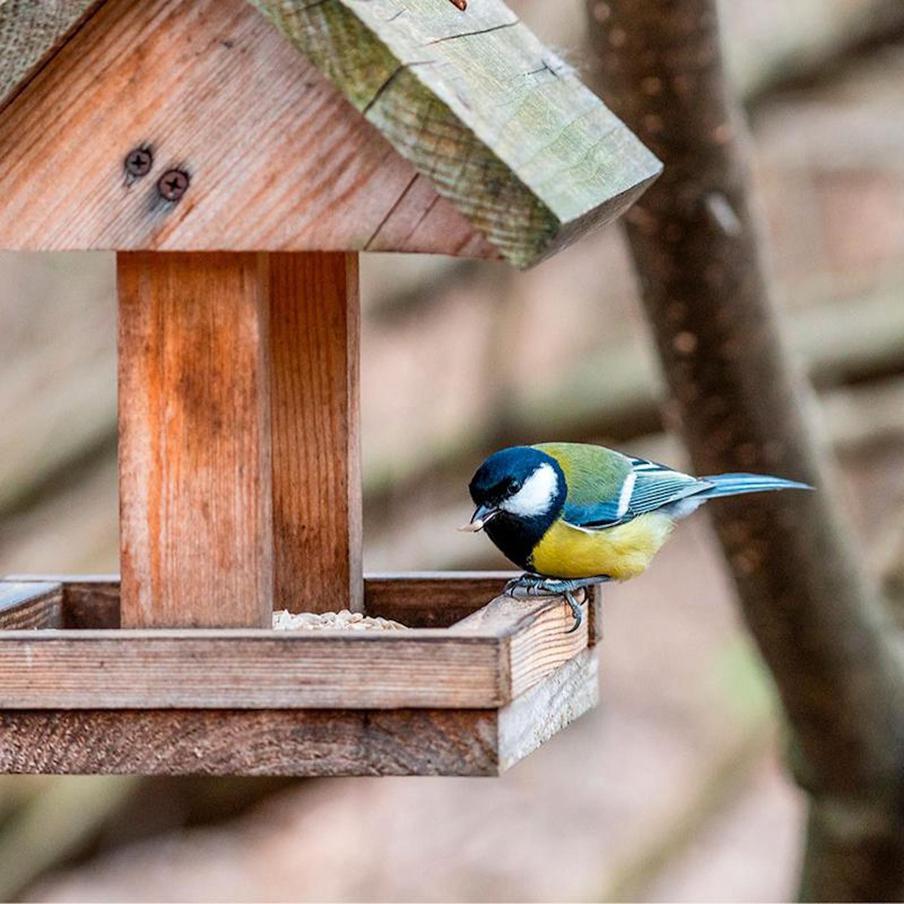 "Синичкин день" научит детей ухаживать за уличными птицами.