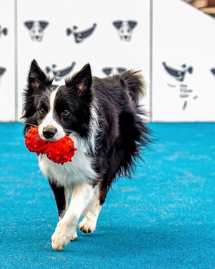 Сервис "Моспитомец" станет хорошим помощником для владельцев домашних животных