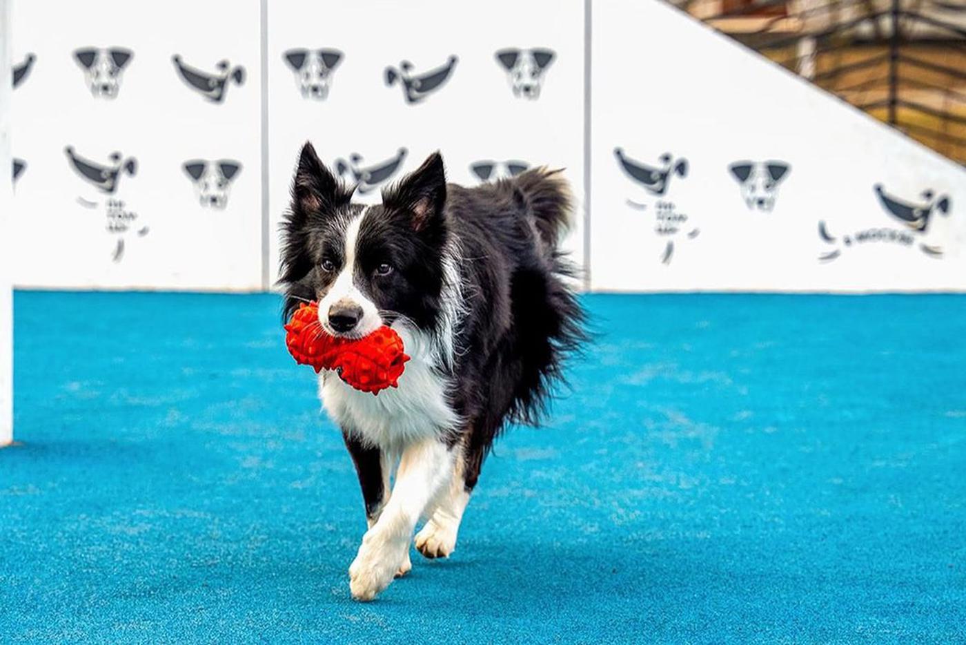 Как сервис "Моспитомец" поможет москвичам заботиться о домашних любимцах