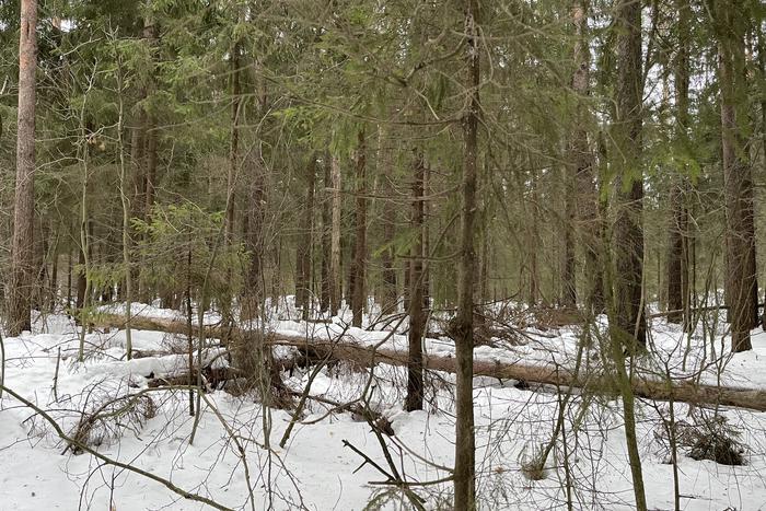 Арктический фронт принесёт штормы и снегопады в центр России