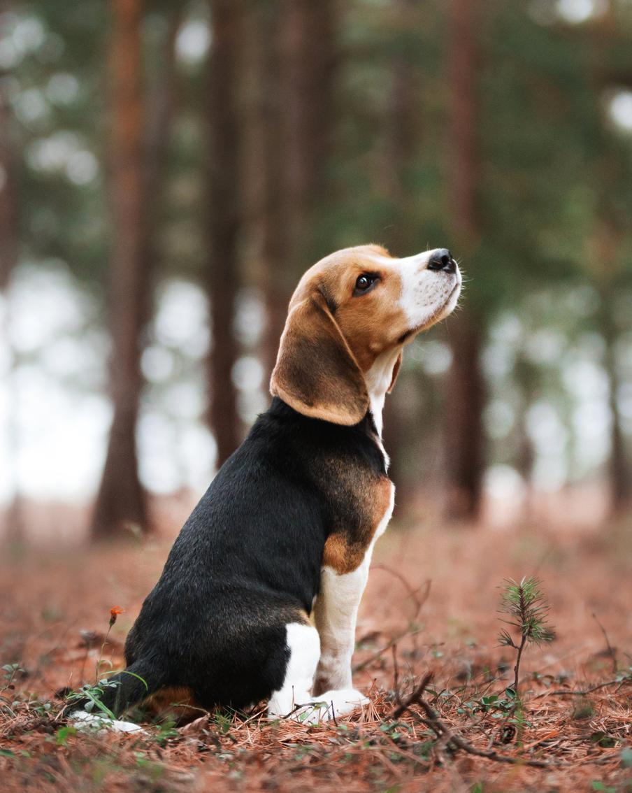 Обязательное маркирование собак в России: что изменится для владельцев и почему это важно