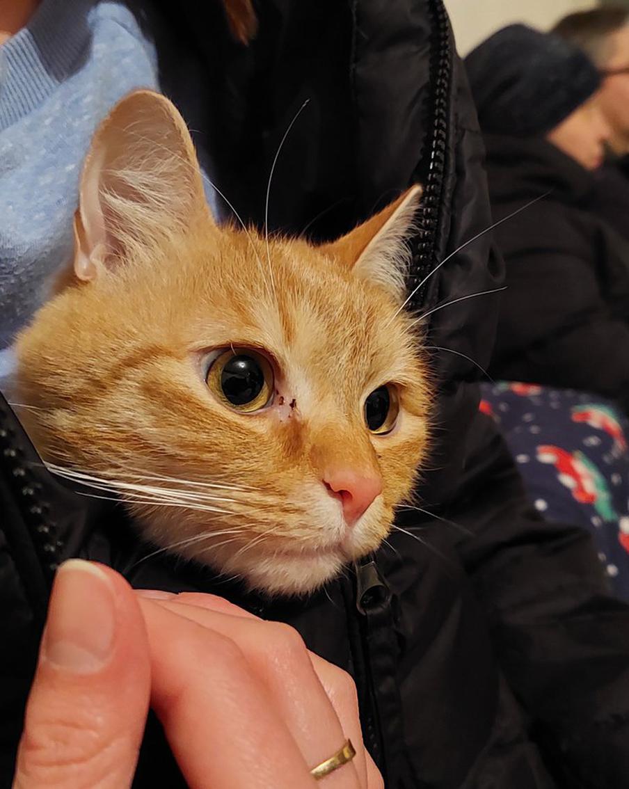 Во Львове обсуждают дерусифицикацию кошачьего "мяу". Во Львове разгорелся спор вокруг рекламного слогана корма для кошек, который гласил: "Первое слово моего кота — мяу!". Этот слоган вызвал возмущение у местного журналиста Илии Лемко. В своей статье для издания zaxid.net он утверждает, что украинские кошки должны говорить "няв", а не "мяу"