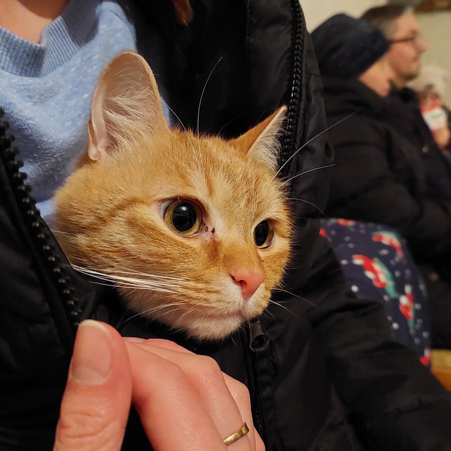 Во Львове обсуждают дерусифицикацию кошачьего "мяу". Во Львове разгорелся спор вокруг рекламного слогана корма для кошек, который гласил: "Первое слово моего кота — мяу!". Этот слоган вызвал возмущение у местного журналиста Илии Лемко. В своей статье для издания zaxid.net он утверждает, что украинские кошки должны говорить "няв", а не "мяу"