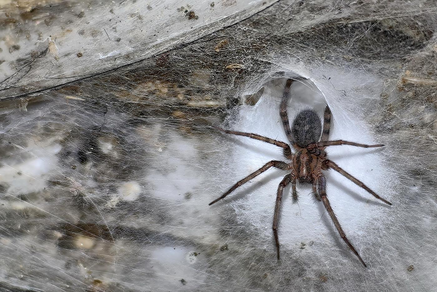 Tegenaria Domestica – безобидный паук, которому повезло остаться в живых и не быть съеденным представителями другого вида пауков.