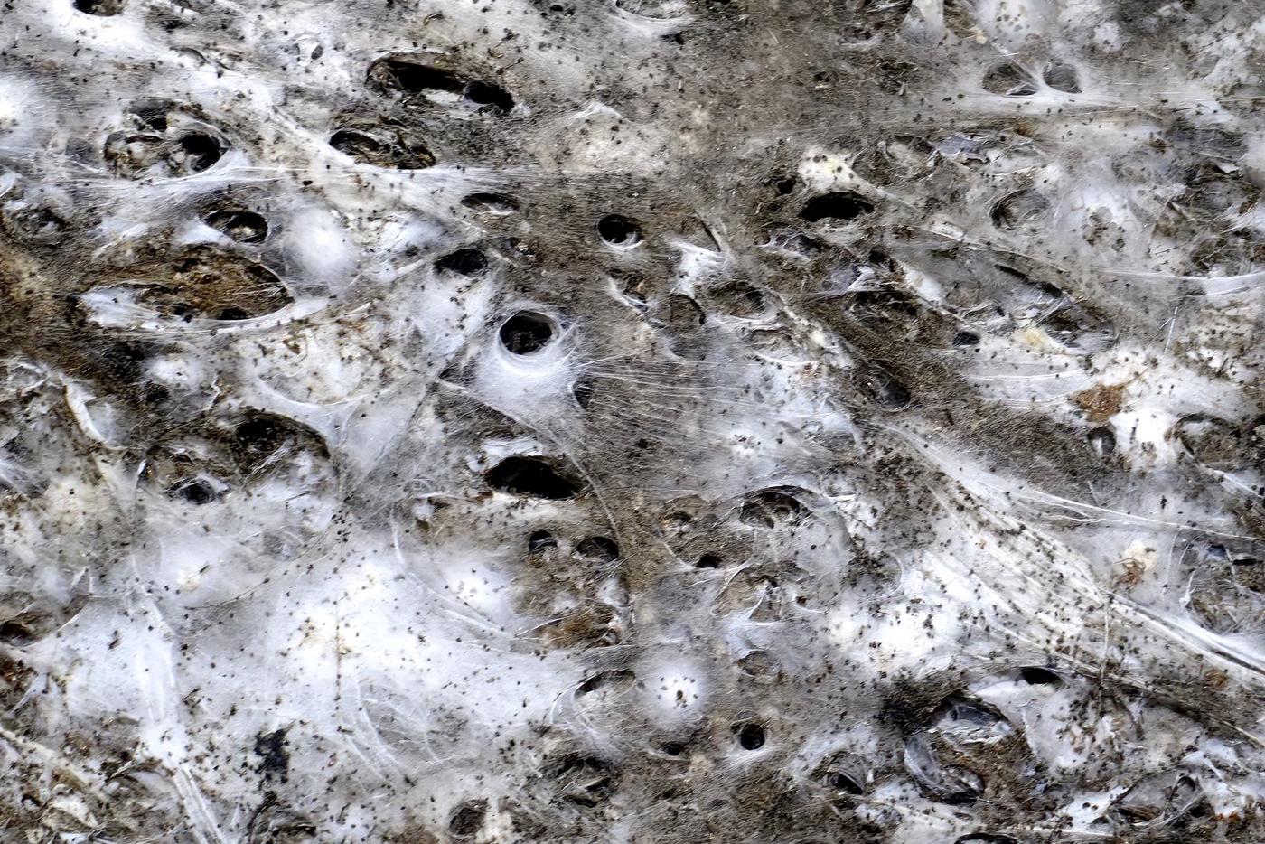 Структура паутины вблизи.