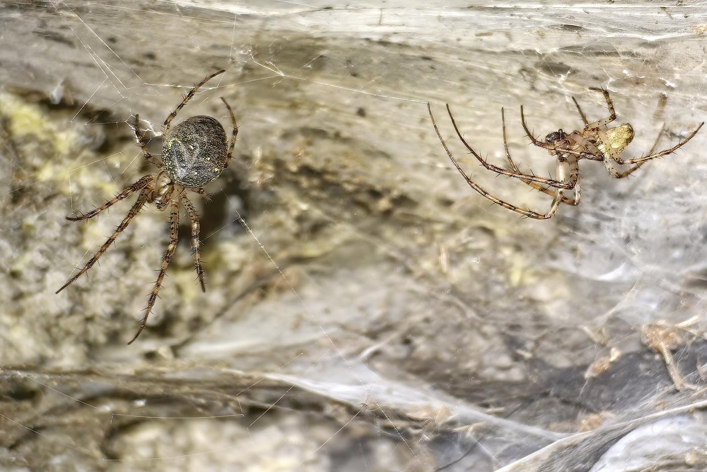 Пауки Prinerigone vagans.