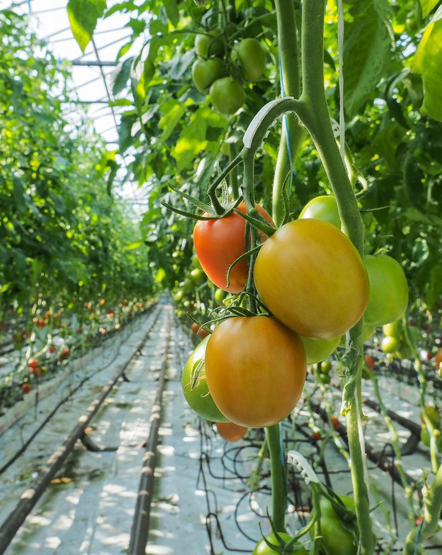 В Московской области ставят рекорды по сбору тепличных овощей