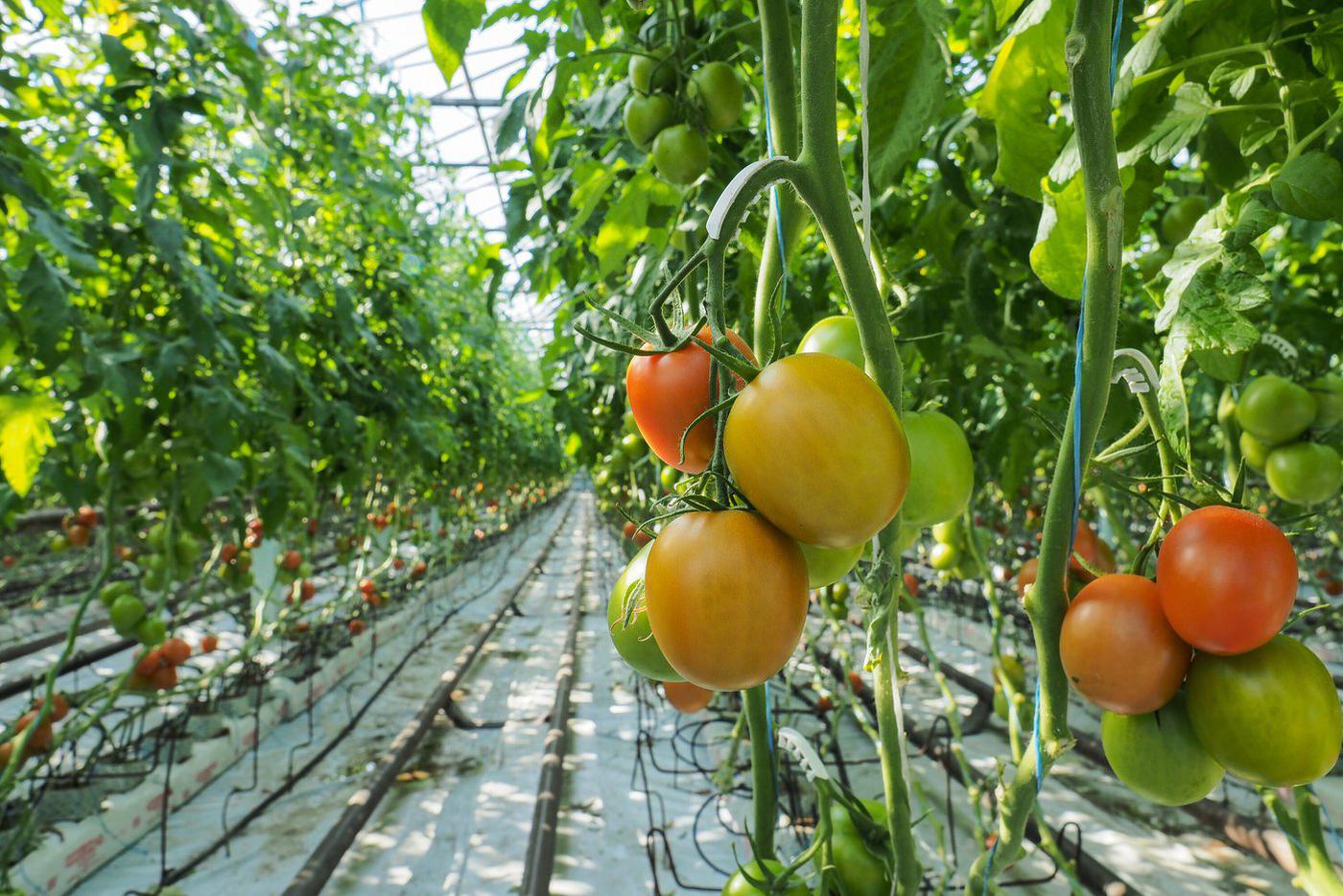 Московская область стала одним из лидеров страны по выращиванию овощей