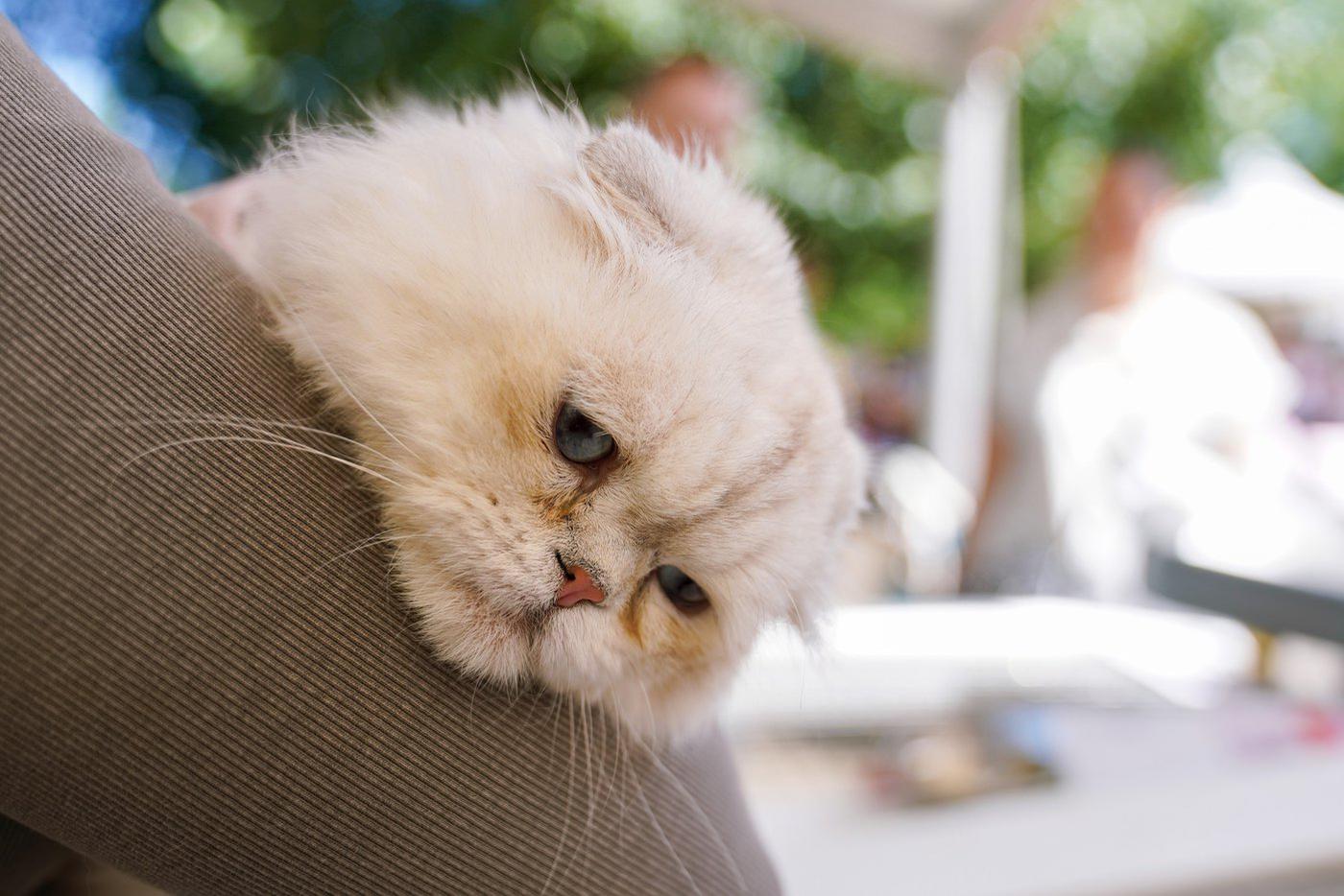 Запуск "Моспитомца" поможет сделать выбор четвероногого друга ответственнее