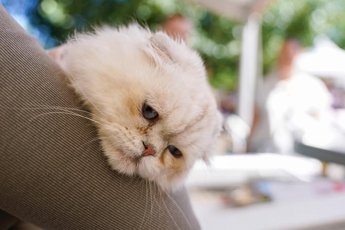 Запуск "Моспитомца" поможет сделать выбор четвероногого друга ответственнее