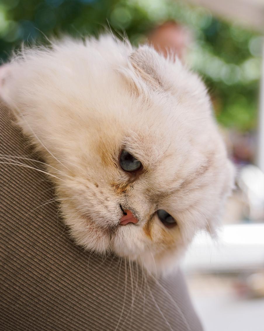 Запуск "Моспитомца" поможет сделать выбор четвероногого друга ответственнее