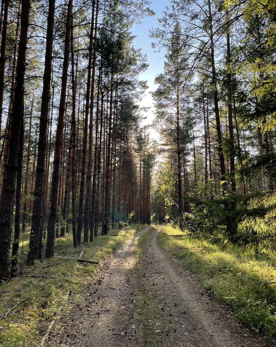 В России вдвое уменьшилась площадь лесных пожаров по итогам 2025 года