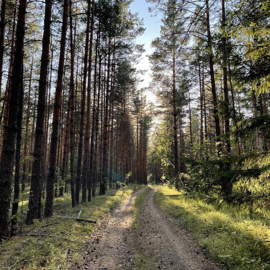 Площадь лесных пожаров в России сократилась вдвое за год. Несмотря на ранний старт сезона и экстремальное тепло весной, стране удалось значительно уменьшить масштабы возгораний благодаря усиленной авиации и координации ведомств