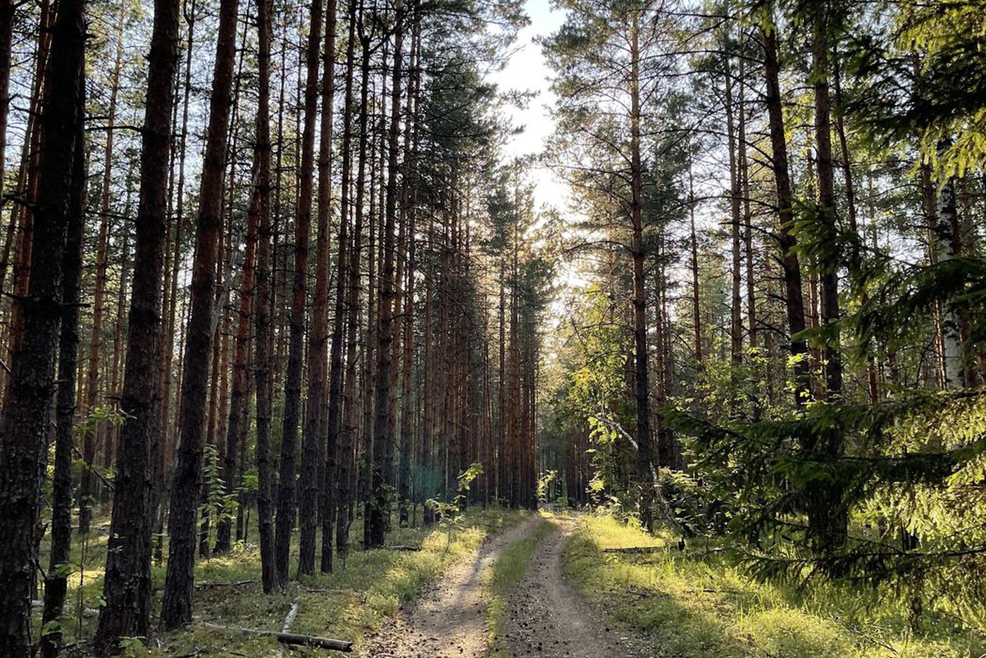 В России вдвое уменьшилась площадь лесных пожаров по итогам 2025 года