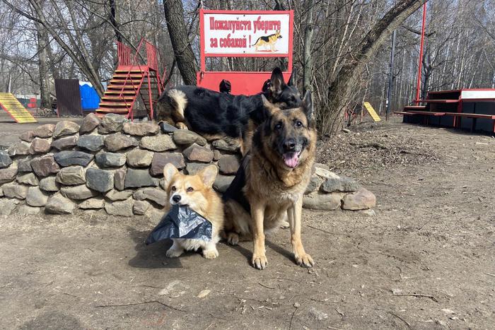 Можно ли привлечь к ответственности владельцев животных, которые не убирают за своими питомцами