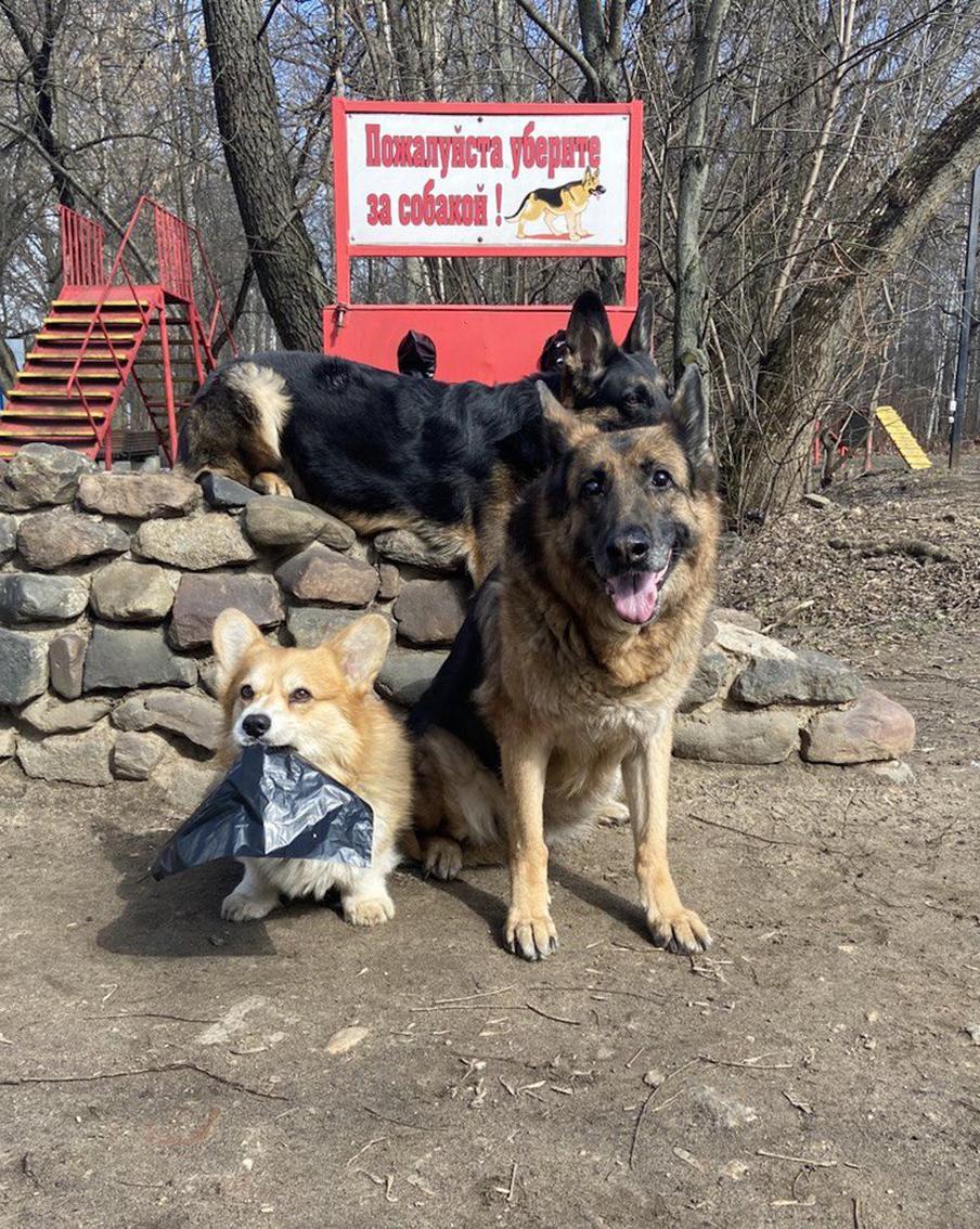 Можно ли привлечь к ответственности владельцев животных, которые не убирают за своими питомцами