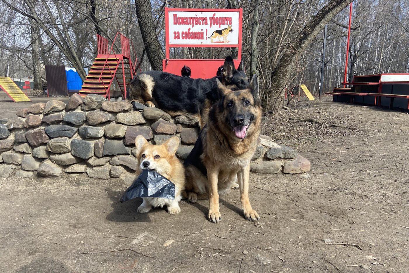 Можно ли привлечь к ответственности владельцев животных, которые не убирают за своими питомцами