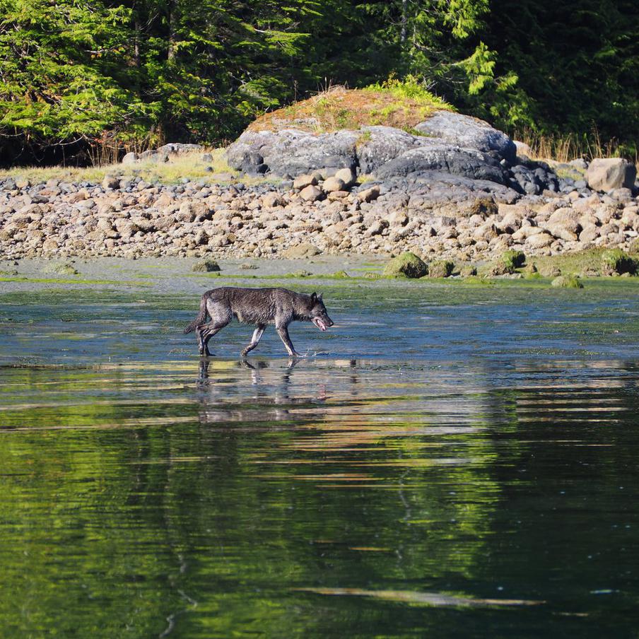 Волки в Канаде научились воровать приманку из морских краболовок. Скрытая камера в Британской Колумбии помогла учёным раскрыть тайну разрушенных краболовок. Исследователи выяснили, что морские волки освоили хитрый способ вытаскивать снасти на берег, демонстрируя редкий уровень смекалки