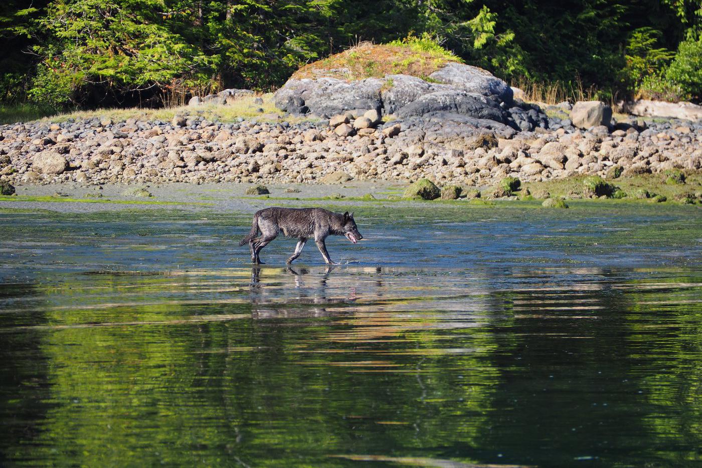 Морские волки в Канаде научились вытаскивать приманки из крабовых ловушек