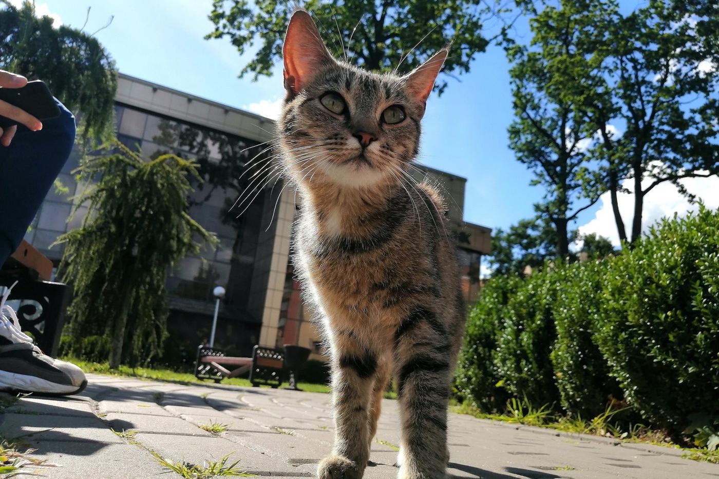 Видео с котиками и классические мелодии: психолог посоветовал москвичам способы снятия стресса