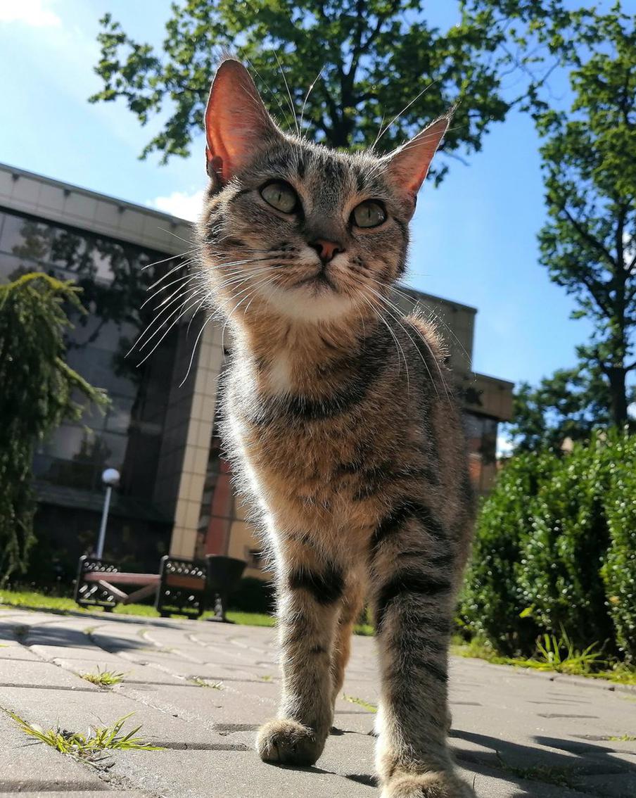 Видео с котиками помогают снизить уровень кортизола: какие способы снять стресс могут быть полезны для москвичей