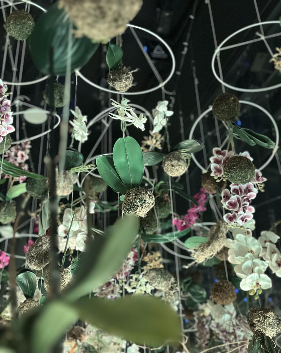 Орхидеи символизировали мечту.