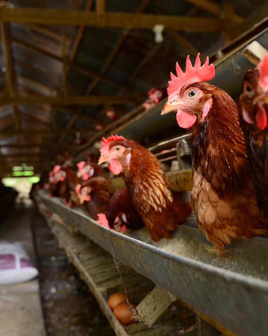 Новый вирус птичьего гриппа убивает людей – учёные бьют тревогу