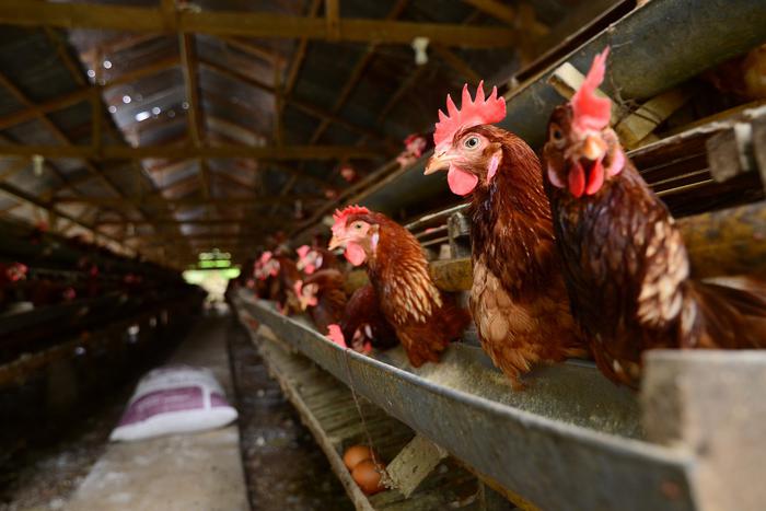 Новый вирус птичьего гриппа убивает людей – учёные бьют тревогу