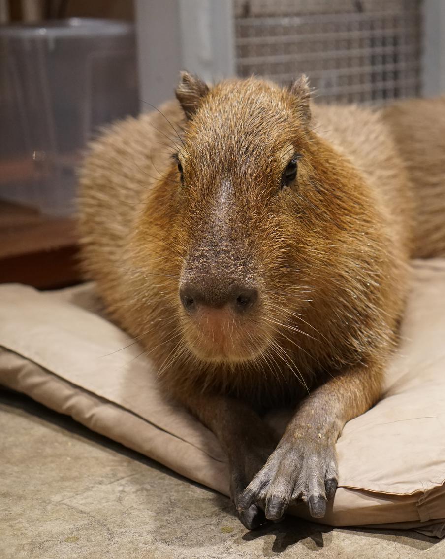 Тёмная сторона азиатских зоокафе угрожает редким видам животных