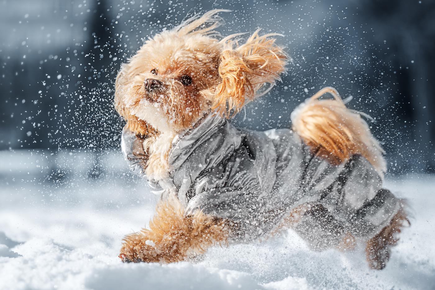 Как выбрать зимнюю одежду для собаки: советы кинологов и ошибки хозяев