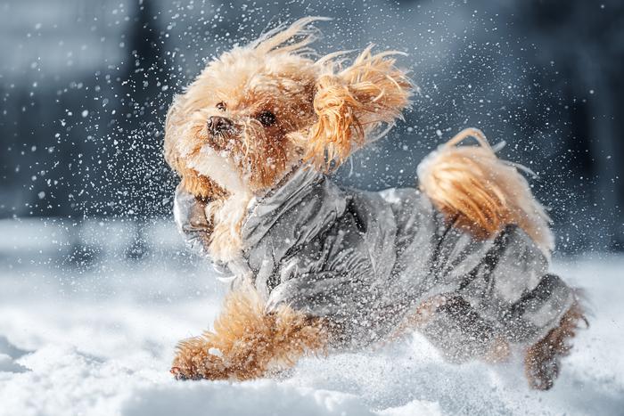 Защита от холода и реагентов: что действительно должно быть в гардеробе собаки