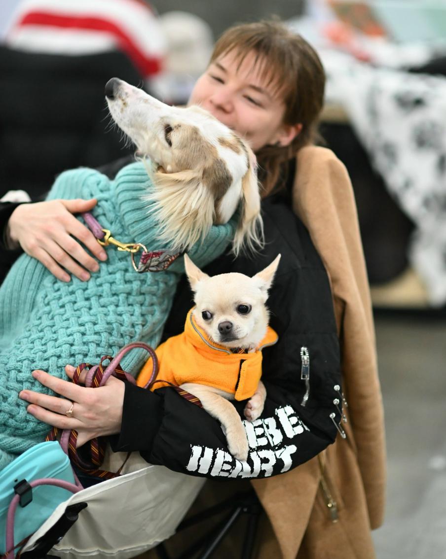 Сегодня тёплая одежда для собак – это прежде всего забота.