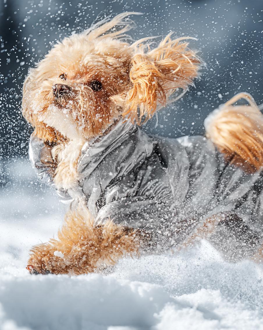 Защита от холода и реагентов: что действительно должно быть в гардеробе собаки