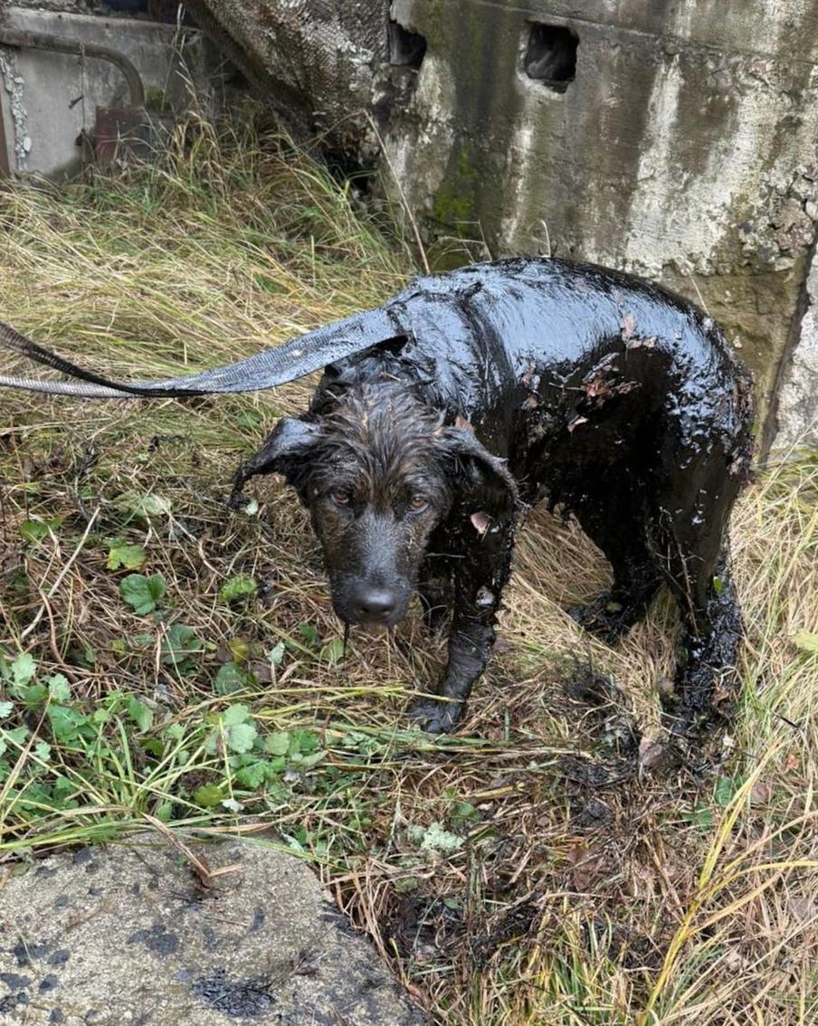 Собака застряла в заброшенном здании: на помощь бедолаге пришли спасатели