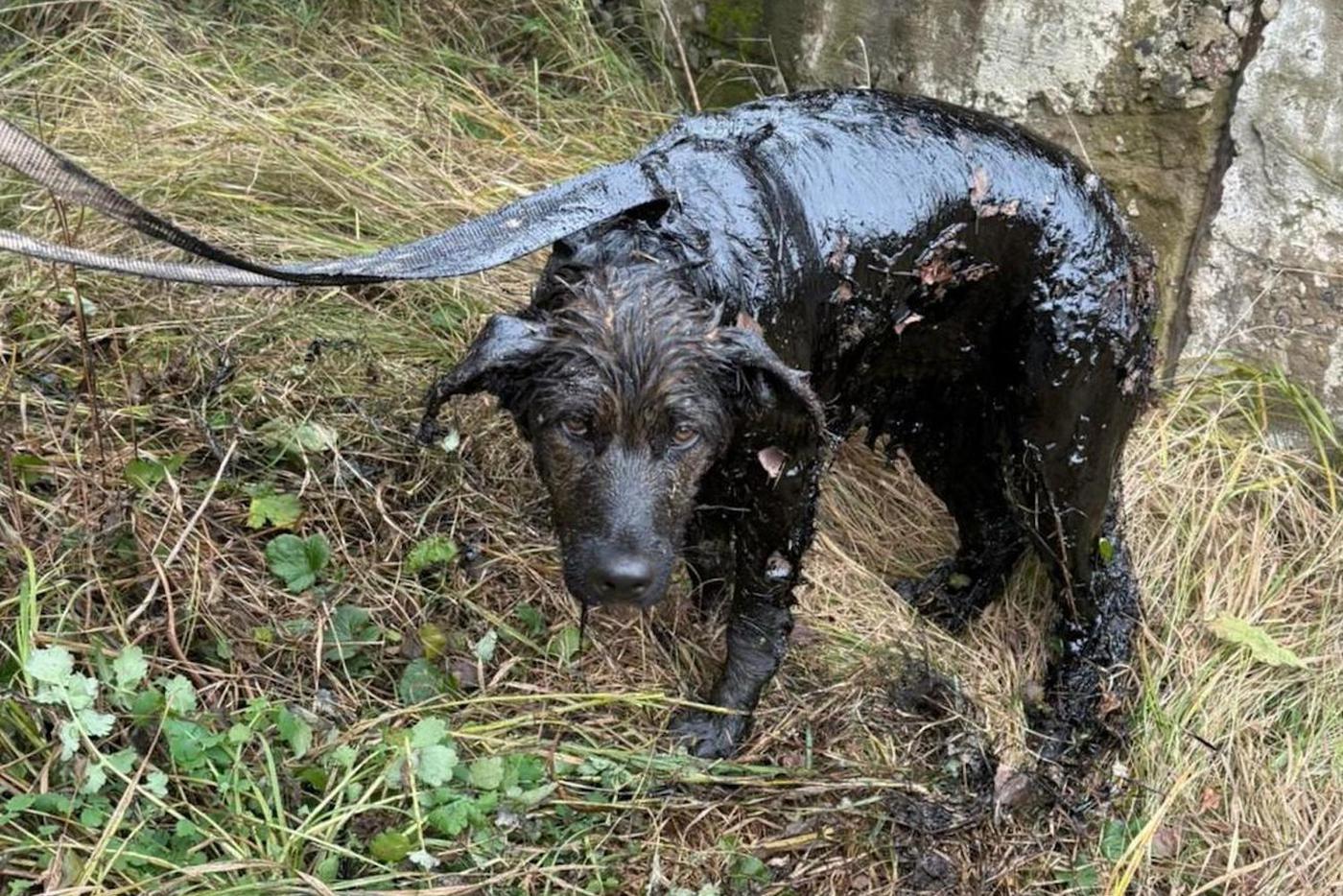 Собака застряла в заброшенном здании: на помощь бедолаге пришли спасатели