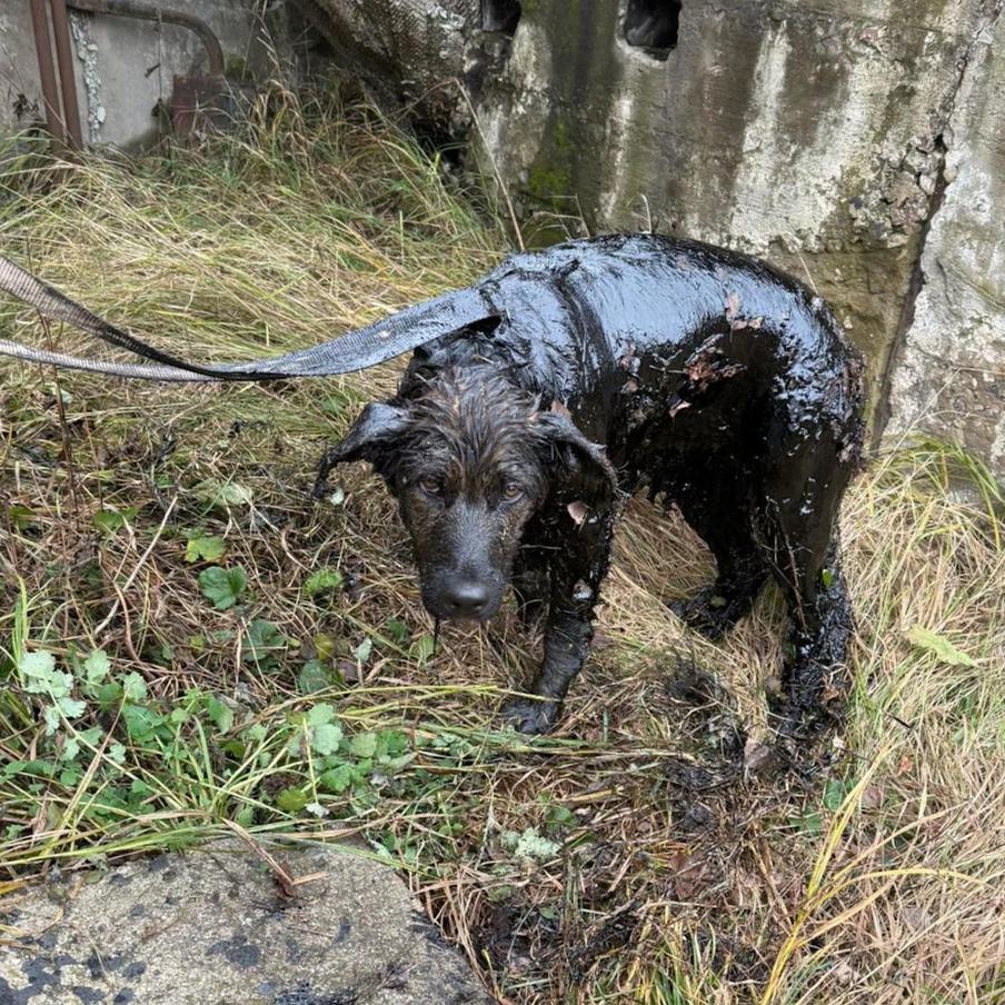 Из мазутного плена на свободу: спасатели вызволили собаку из большой беды