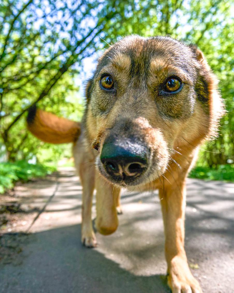 Фонд защиты городских животных положительно оценил работу столичного сервиса "Моспитомец"