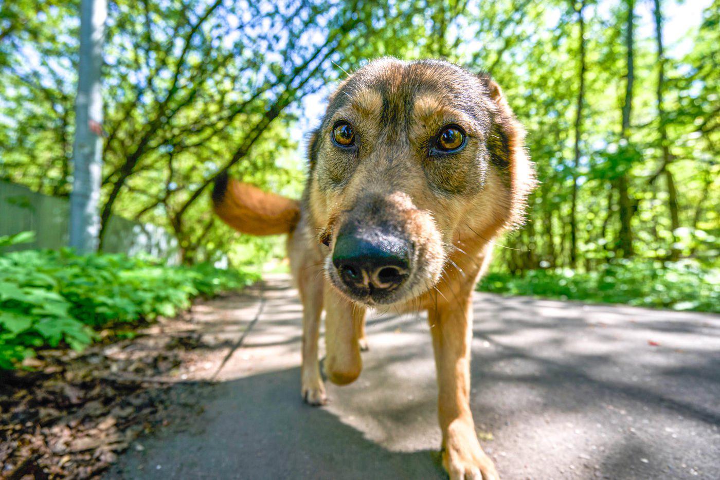 Фонд защиты городских животных положительно оценил работу столичного сервиса "Моспитомец"