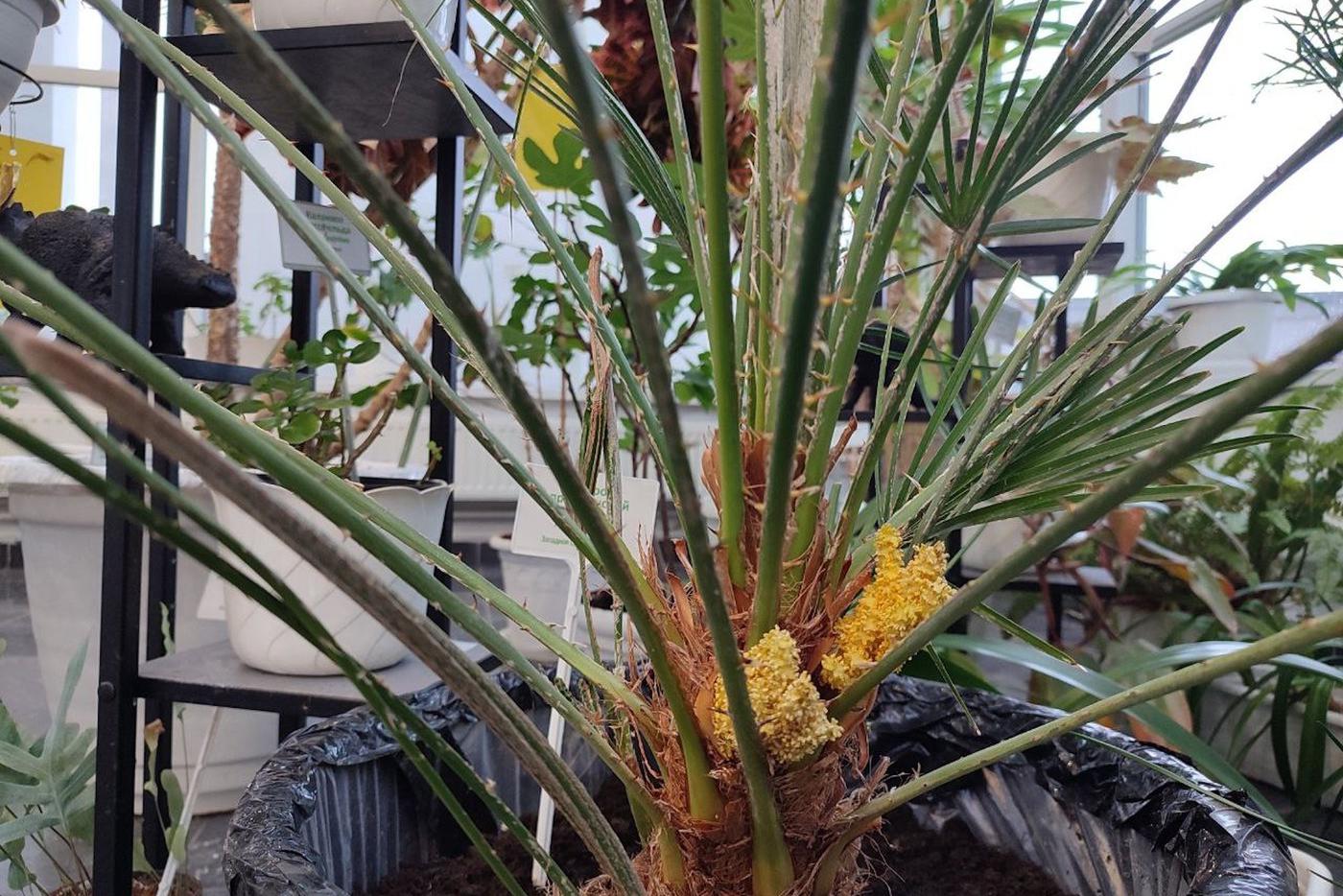 Дарвиновский музей сообщил о редком событии – расцвёл хамеропс