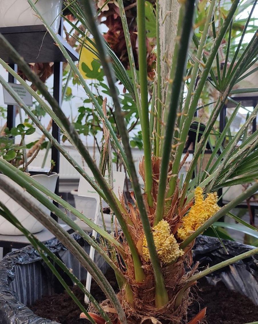 Дарвиновский музей сообщил о редком событии – расцвёл хамеропс