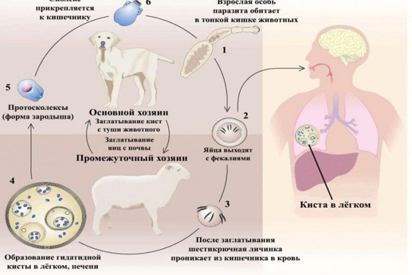 Как распространяется эхинококкоз.