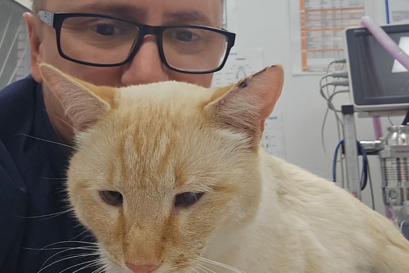 Московский ветеринар спас кота с семью огнестрельными ранениями