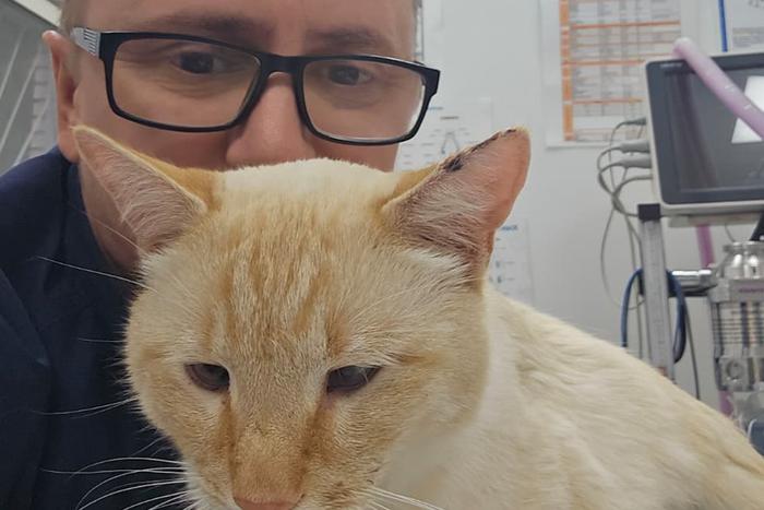 Московский ветеринар спас кота с семью огнестрельными ранениями