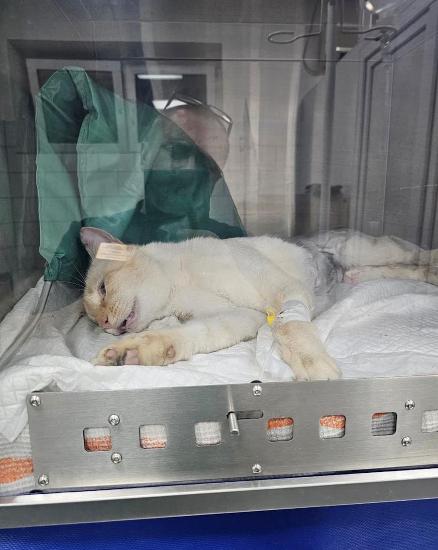 После операции котика поместили в реанимацию.