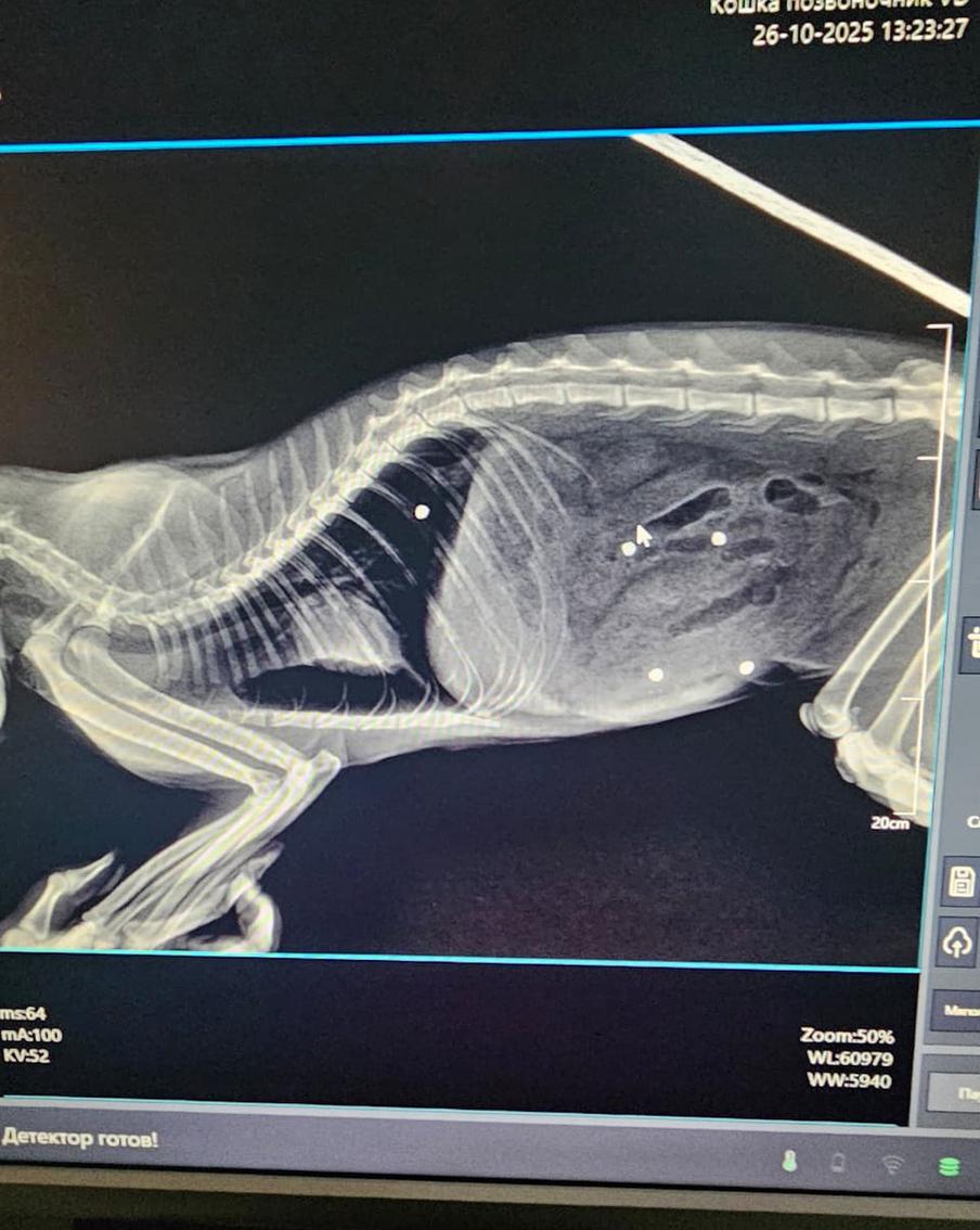 Снимок кота Тимофея. Точки – это осколки, оставшиеся в теле котика.
