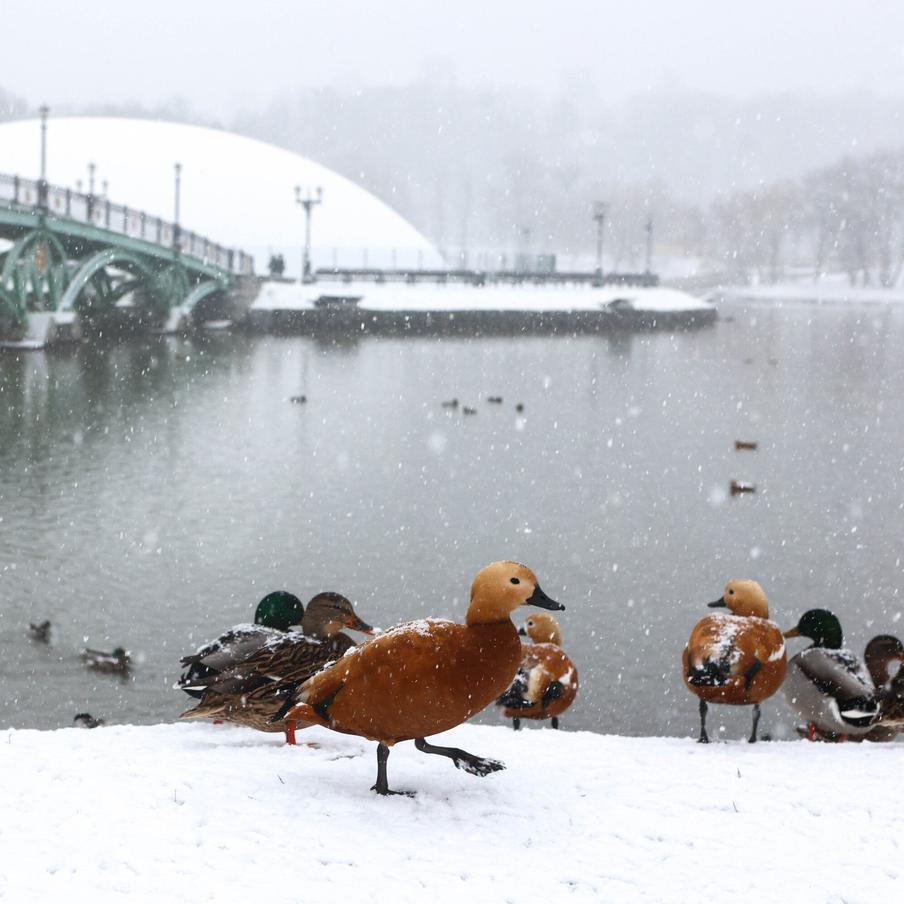 Синоптик рассказал москвичам, когда в столицу придёт настоящий зимний снег. Москвичей предупредили о формировании устойчивого снежного покрова на улицах города во второй половине декабря. По словам синоптика, первая часть месяца пройдёт почти без осадков
