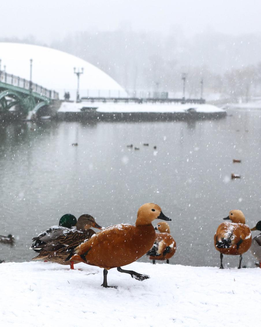 Синоптик рассказал москвичам, когда в столицу придёт настоящий зимний снег. Москвичей предупредили о формировании устойчивого снежного покрова на улицах города во второй половине декабря. По словам синоптика, первая часть месяца пройдёт почти без осадков